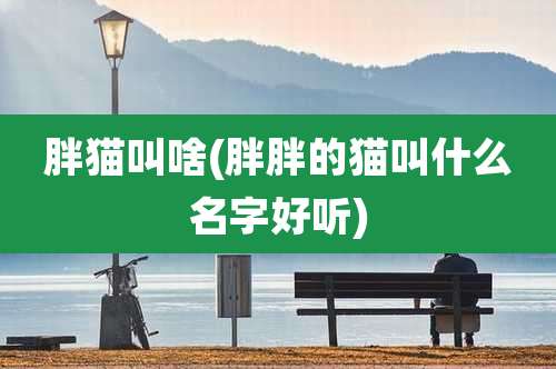 胖猫叫啥(胖胖的猫叫什么名字好听)