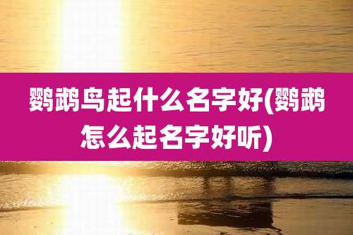 鹦鹉鸟起什么名字好(鹦鹉怎么起名字好听)