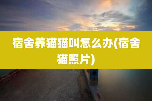 宿舍养猫猫叫怎么办(宿舍猫照片)