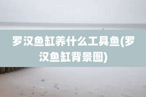 罗汉鱼缸养什么工具鱼(罗汉鱼缸背景图)