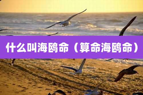 什么叫海鸥命（算命海鸥命）