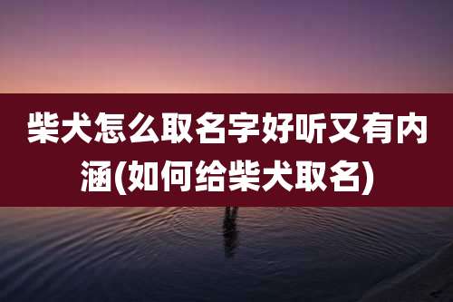 柴犬怎么取名字好听又有内涵(如何给柴犬取名)