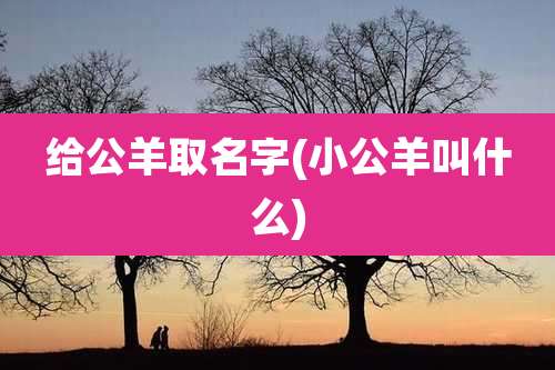 给公羊取名字(小公羊叫什么)