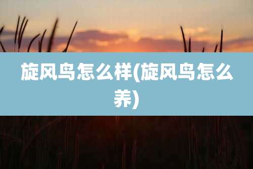 旋风鸟怎么样(旋风鸟怎么养)