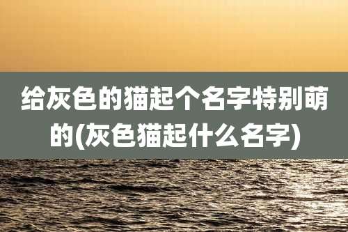 给灰色的猫起个名字特别萌的(灰***起什么名字)