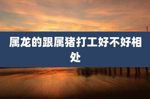 属龙的跟属猪打工好不好相处