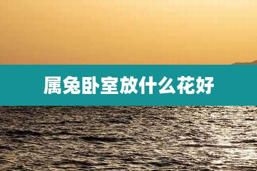 属兔卧室放什么花好