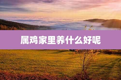 属鸡家里养什么好呢