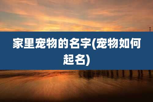 家里宠物的名字(宠物如何起名)