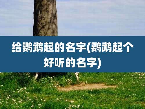 给鹦鹉起的名字(鹦鹉起个好听的名字)