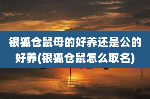 银狐仓鼠母的好养还是公的好养(银狐仓鼠怎么取名)