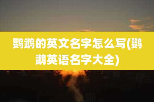 鹦鹉的英文名字怎么写(鹦鹉英语名字大全)