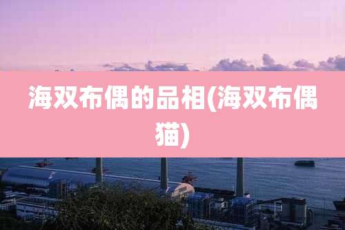 海双布偶的品相(海双布偶猫)