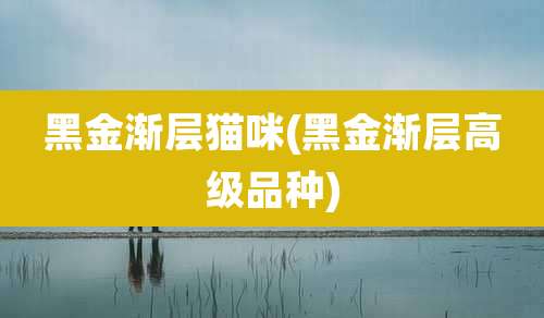 黑金渐层猫咪(黑金渐层高级品种)