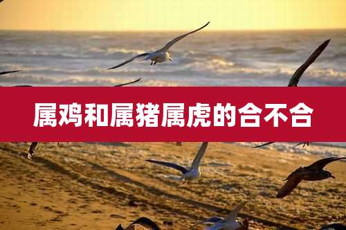 属鸡和属猪属虎的合不合