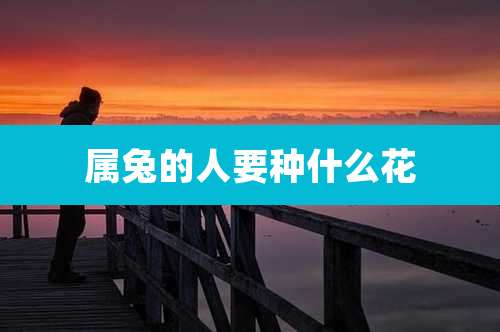 属兔的人要种什么花