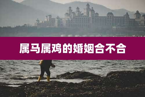 属马属鸡的婚姻合不合