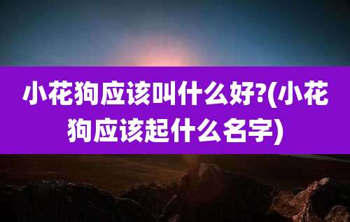 小花狗应该叫什么好?(小花狗应该起什么名字)