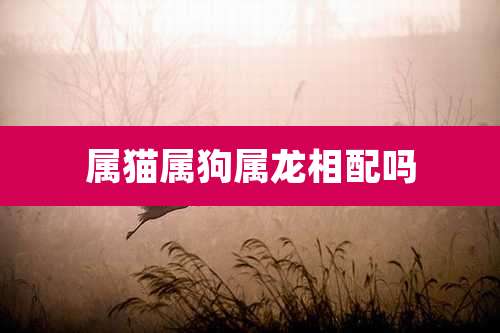 属猫属狗属龙相配吗