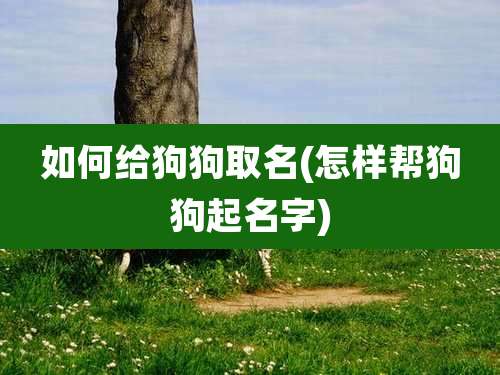如何给狗狗取名(怎样帮狗狗起名字)