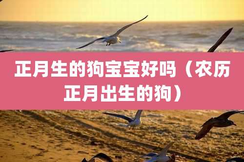 正月生的狗宝宝好吗（农历正月出生的狗）