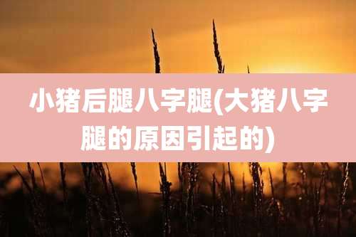 小猪后腿八字腿(大猪八字腿的原因引起的)