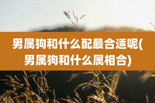 男属狗和什么配最合适呢(男属狗和什么属相合)