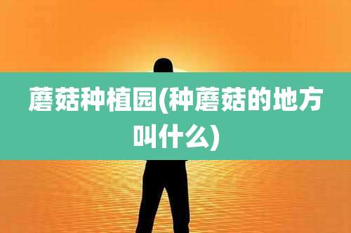 蘑菇种植园(种蘑菇的地方叫什么)