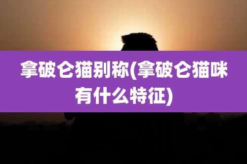 拿破仑猫别称(拿破仑猫咪有什么特征)