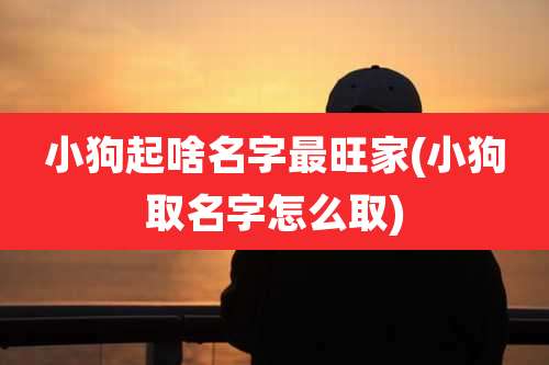 小狗起啥名字最旺家(小狗取名字怎么取)