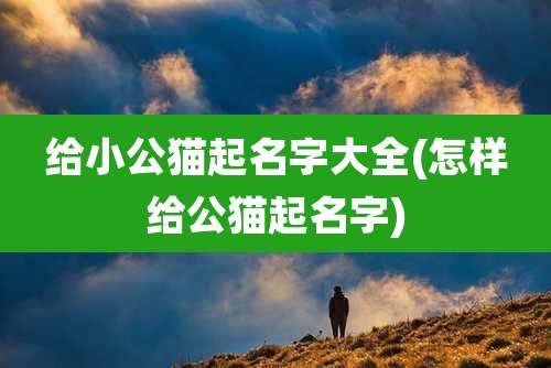 给小公猫起名字大全(怎样给公猫起名字)