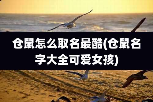 仓鼠怎么取名最酷(仓鼠名字大全可爱女孩)