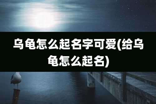 乌龟怎么起名字可爱(给乌龟怎么起名)