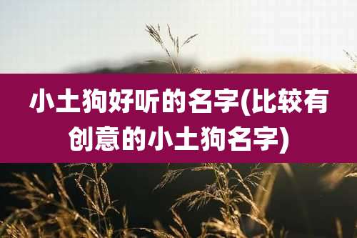小土狗好听的名字(比较有创意的小土狗名字)