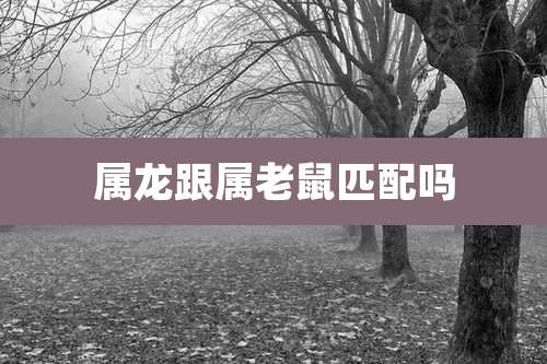 属龙跟属老鼠匹配吗