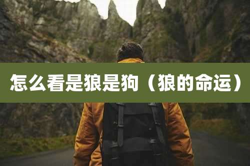 怎么看是狼是狗（狼的命运）