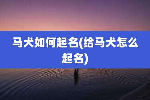 马犬如何起名(给马犬怎么起名)
