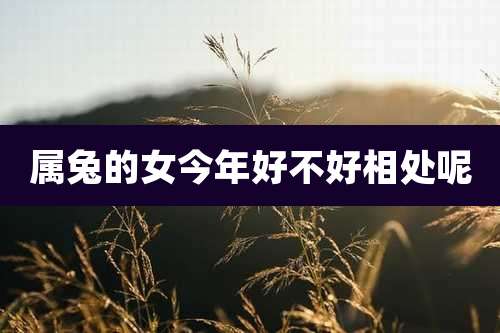 属兔的女今年好不好相处呢