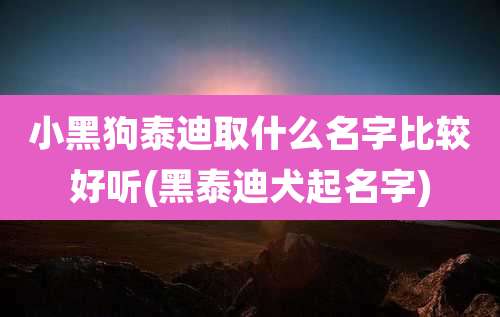 小黑狗泰迪取什么名字比较好听(黑泰迪犬起名字)