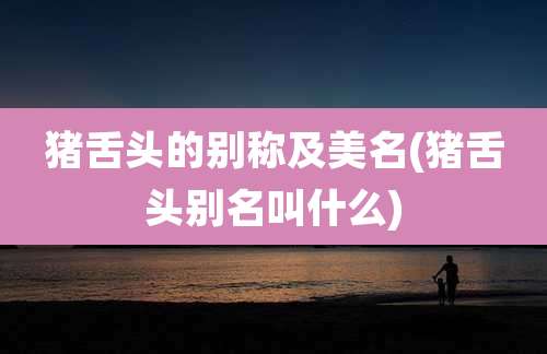 猪舌头的别称及美名(猪舌头别名叫什么)