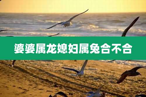 婆婆属龙媳妇属兔合不合