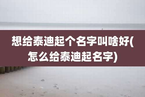 想给泰迪起个名字叫啥好(怎么给泰迪起名字)