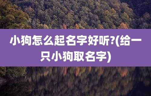 小狗怎么起名字好听?(给一只小狗取名字)