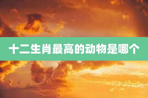 十二生肖最高的动物是哪个