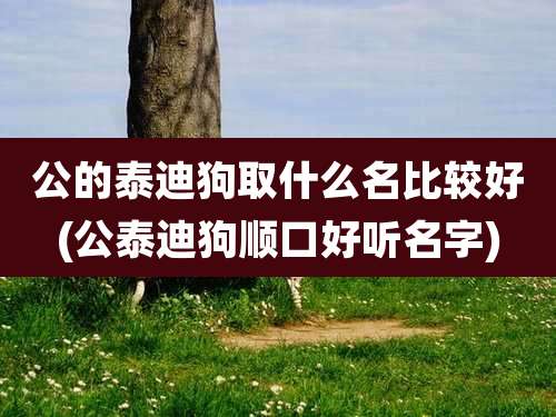 公的泰迪狗取什么名比较好(公泰迪狗顺口好听名字)