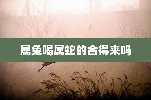 属兔喝属蛇的合得来吗