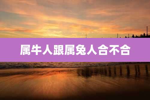 属牛人跟属兔人合不合