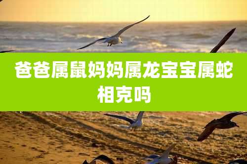 爸爸属鼠妈妈属龙宝宝属蛇相克吗