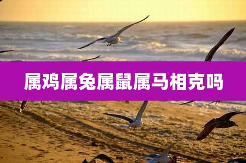属鸡属兔属鼠属马相克吗