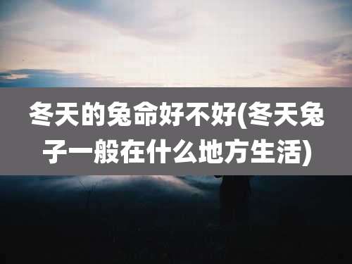 冬天的兔命好不好(冬天兔子一般在什么地方生活)